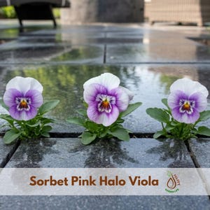 May include: Three Sorbet Pink Halo Viola flowers with white and light purple petals, featuring a dark purple and yellow center. The plants have green leaves and are positioned in the gaps between dark gray stone pavers on a patio surface.