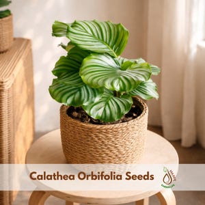 Calathea Orbifolia Plant - Etsy
