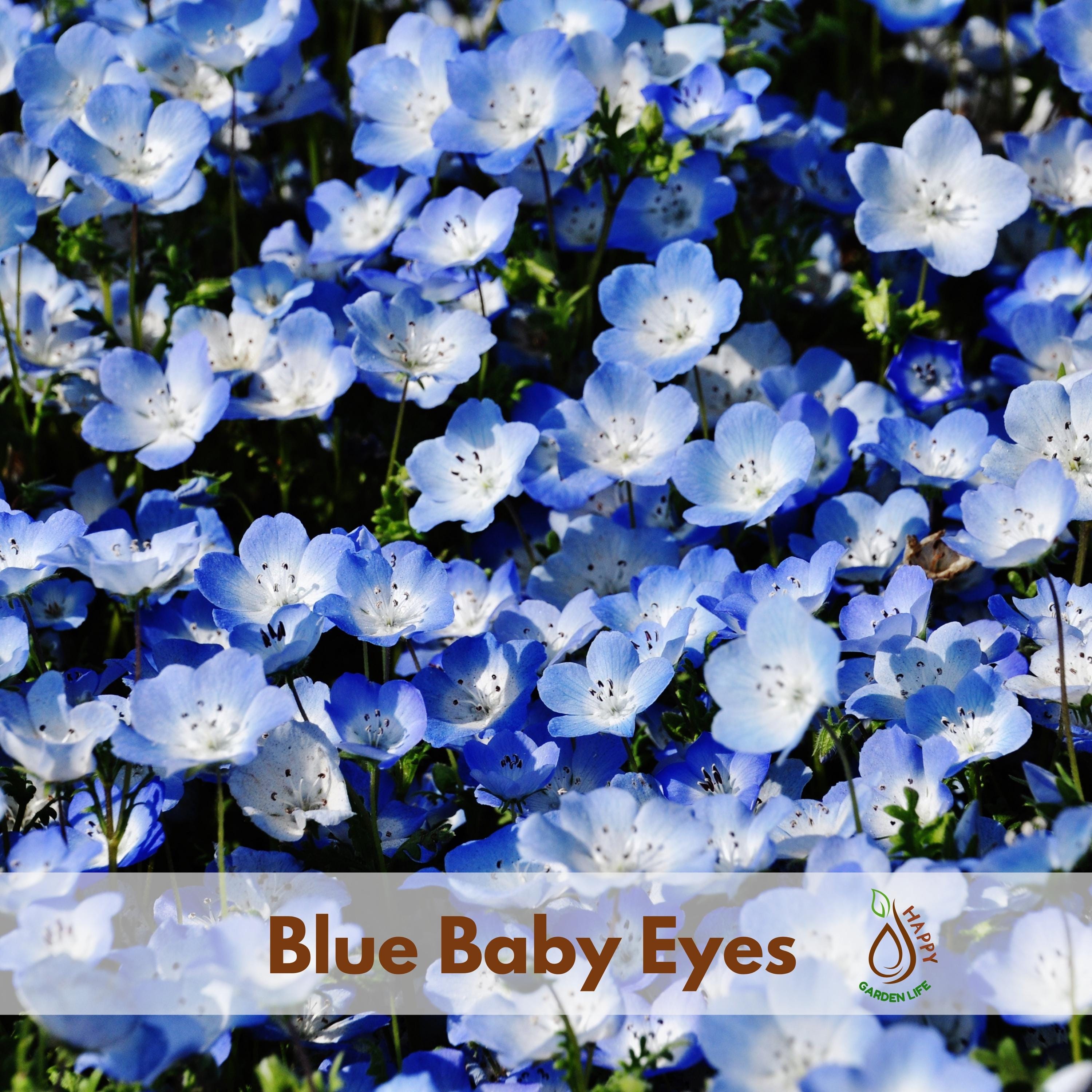 Nemophila Flower - Etsy