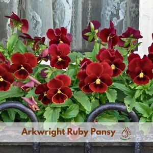May include: A cluster of deep red Arkwright Ruby pansy flowers with yellow centers and green leaves, growing in a dark metal planter. The text Arkwright Ruby Pansy is visible at the bottom, along with a small logo featuring a leaf and water drop.