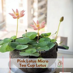 May include: A potted Pink Lotus Micro Tea Cup Lotus plant. The plant features green lily pads and delicate pink flowers with yellow centers. The pot is dark gray and sits on a white saucer. The text "Pink Lotus Micro Tea Cup Lotus" is visible.
