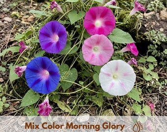 May include: A cluster of morning glory flowers in shades of deep blue, purple, magenta, light pink, and white with green heart-shaped leaves. The text Mix Color Morning Glory is printed at the bottom of the image with a small logo icon.