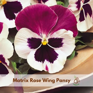 May include: Close-up of a Matrix Rose Wing Pansy flower. The flower has white petals with a deep purple center and edges, and a yellow center. The image includes the text "Matrix Rose Wing Pansy" and a logo.