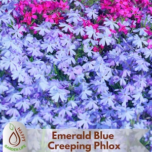 May include: A vibrant close-up of Emerald Blue Creeping Phlox flowers in shades of blue, purple, and pink. The image showcases a dense carpet of small, star-shaped blooms, with the text "Emerald Blue Creeping Phlox" at the bottom.