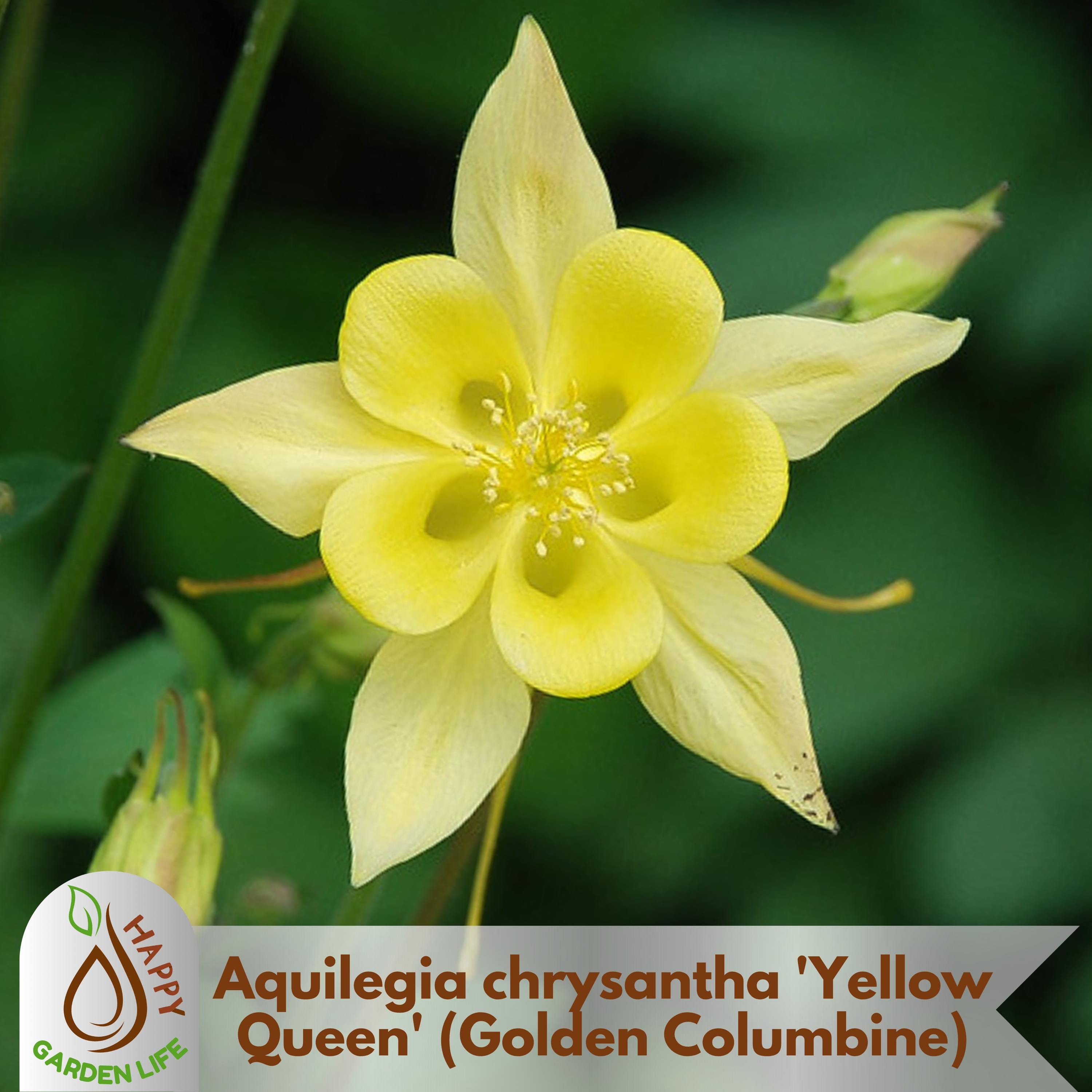 15+ Seeds| Aquilegia chrysantha 'Yellow Queen'  (Golden Columbine) Seeds - Attracts pollinators - Plant in Late Summer to Early Fall-#112