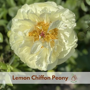 5+ Seeds| Lemon Chiffon Peony Seeds - Flowering– Peony Garden– Clumping - Open-Pollinating - Plant in Late Winter to Early Spring #B034