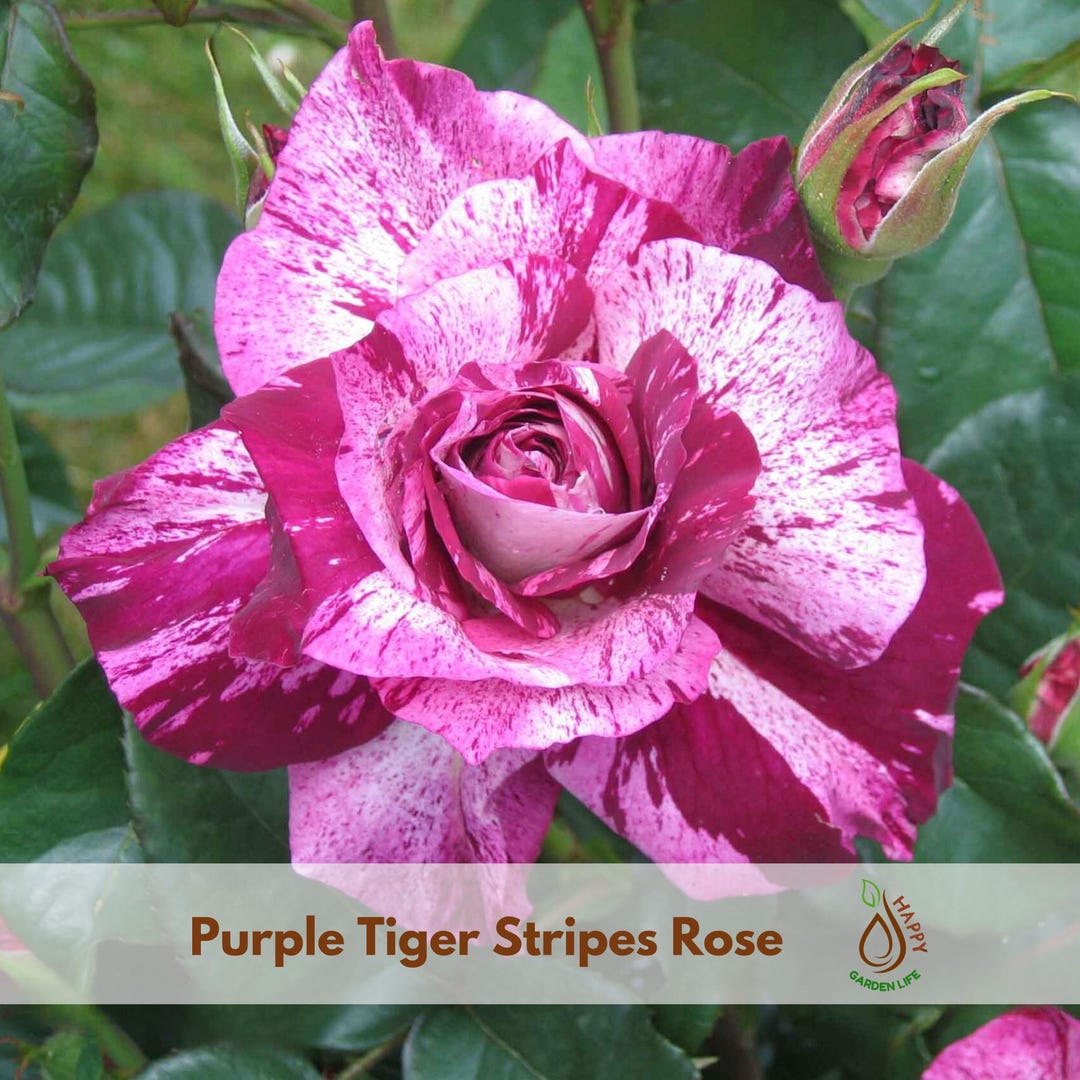 15+ Seeds| Purple Tiger Stripes Rose Seeds - Flower - Cold Resistant ...