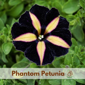 May include: Close-up of a Phantom Petunia flower. The flower has a dark purple base with yellow petal markings. The flower is surrounded by green leaves. The text "Phantom Petunia" is displayed at the bottom of the image.