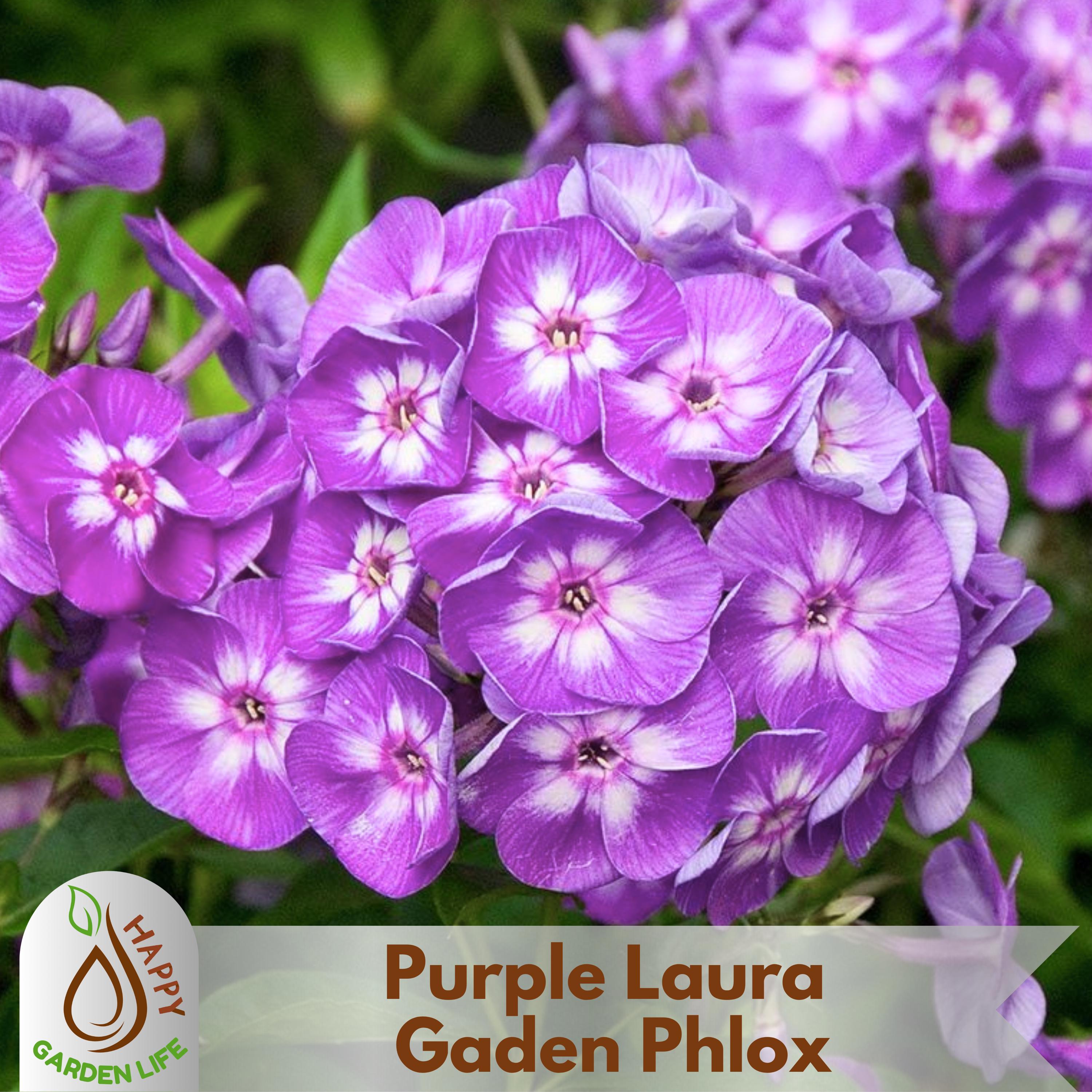 15+ Seeds| Purple 'Laura' Gaden Phlox Seeds - Cold Resistant - Drought Resistant - Evergreen - Potted - Plant in early Spring/Fall - #97
