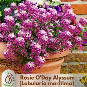 May include: A terracotta pot overflowing with vibrant pink and white Rosie O'Day Alyssum (Lobularia maritima) flowers. The image shows a close-up of the plant's dense clusters of small blooms, with a brick wall in the background. The text "Rosie O'Day Alyssum" is visible.