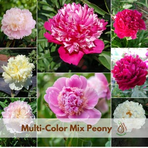5+ Seeds| Multi-Color MIX Peony Seeds - Flowering – Peony Garden – Clumping - Open-Pollinating - Plant in Late Winter to Early Spring #B000