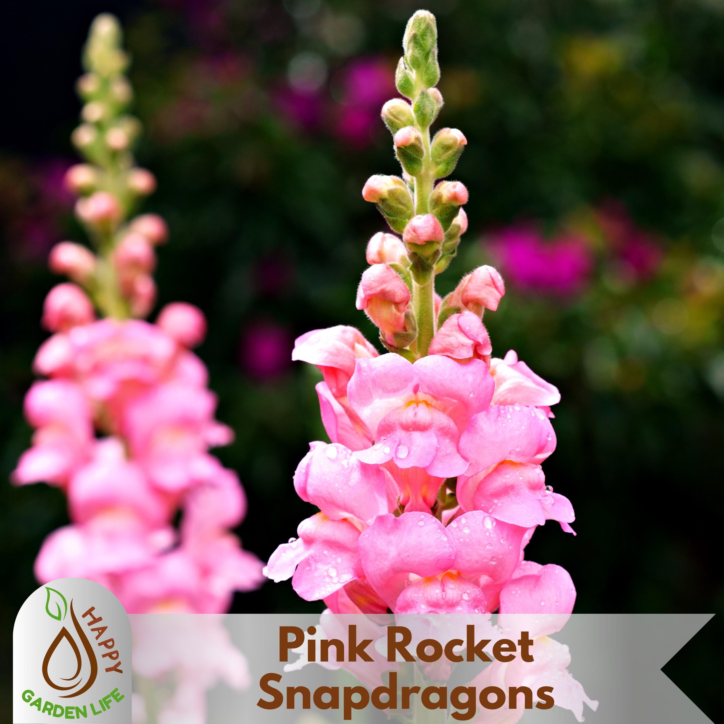 500 Snapdragon Seeds – Tall Orange Rocket Bronze, Annual, Houseplant Seeds + Gift
