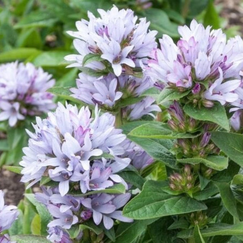 Campanula Glomerata Caroline Seeds Clustered Bellflower Soft Pink campanula-glomerata-caroline-seeds-clustered-bellflower-soft-pink