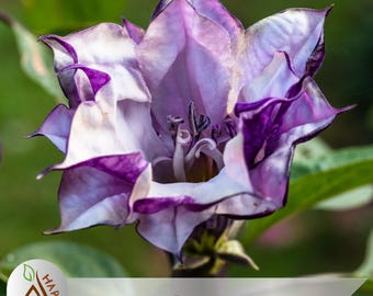 La Datura, Dature, Diavolo Che Il ` S Suona La Tromba, ` S Di Angelo Suona La Tromba Immagine - Foto 7