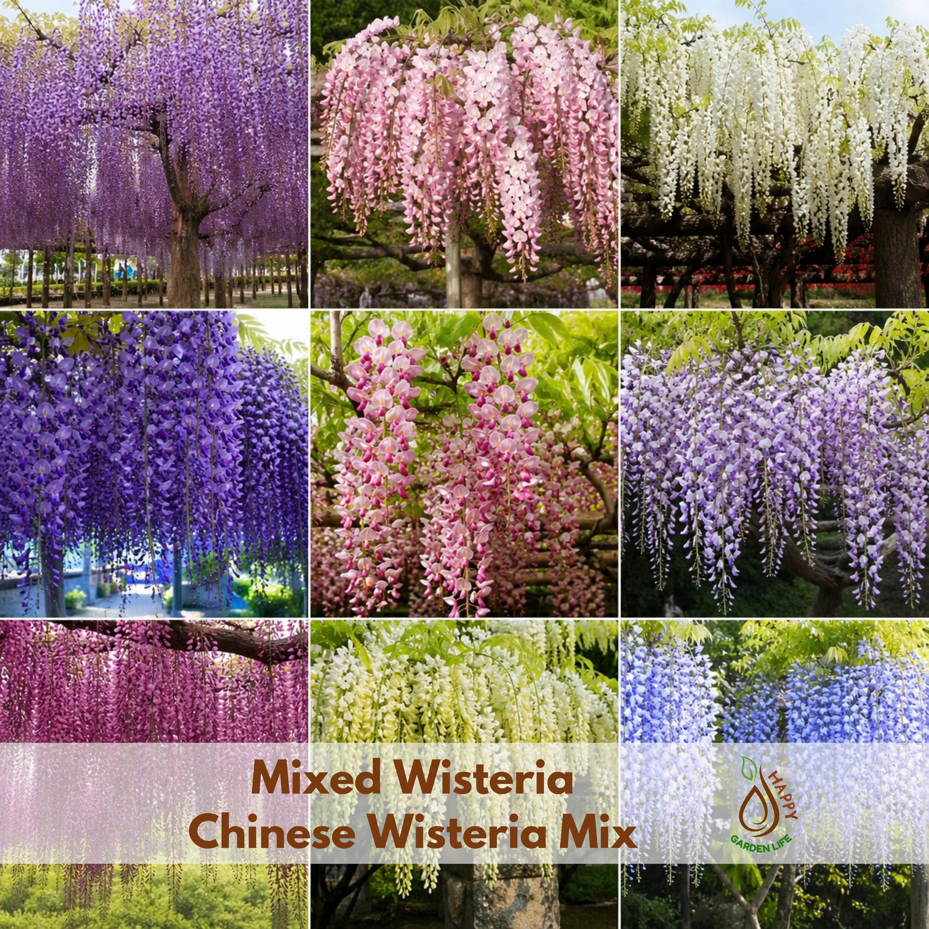 Wisteria - Etsy