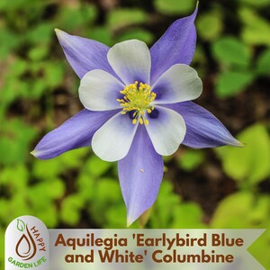 15+ Seeds| Aquilegia &#39;Earlybird Blue and White&#39; Columbine Seeds - Cold Resistant - Potted - Plant in Late Summer to Early Fall - #113