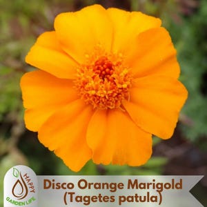May include: Close-up of a vibrant orange Disco Orange Marigold flower (Tagetes patula). The flower has multiple layers of petals and a textured center. The image includes the text "Disco Orange Marigold (Tagetes patula)" and a logo for "Happy Garden Life".