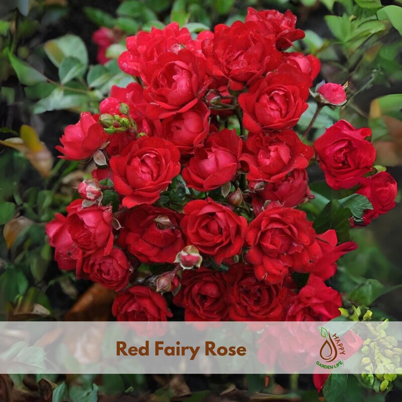Fairy Roses Plant - Etsy
