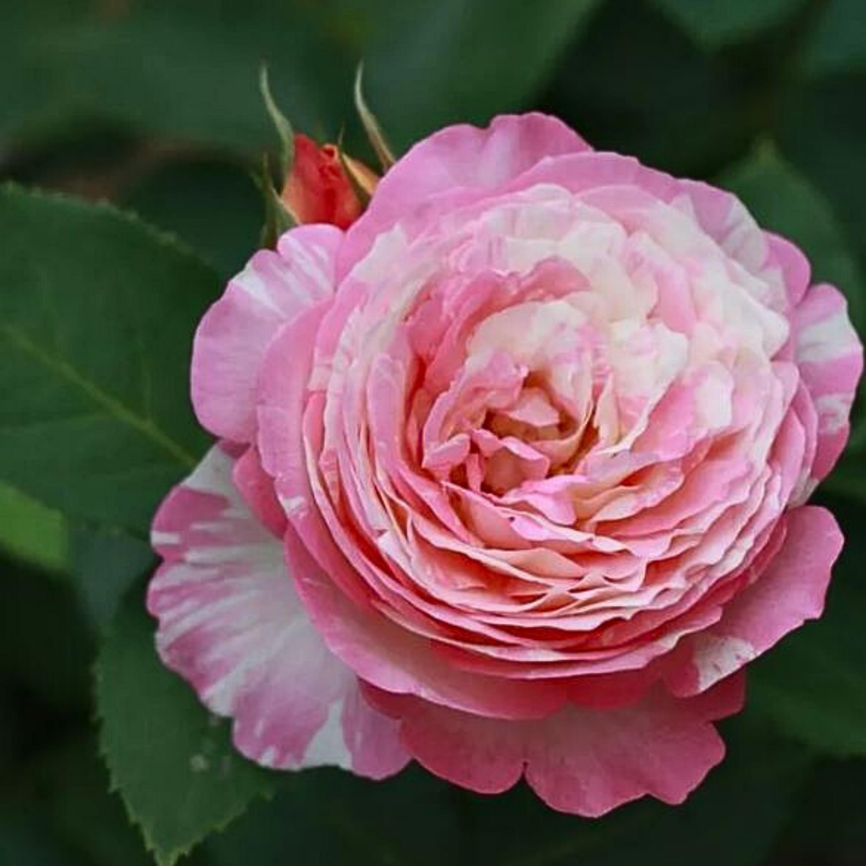 Marc Chagall Floribunda Rose Seeds - Flower - Cold Resistant
