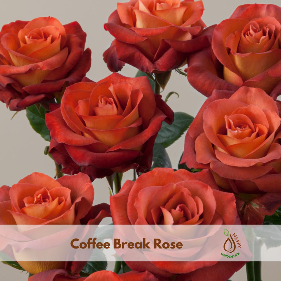 15+ Seeds| Coffee Break Rose Seeds - Flower Garden - Rosa - Cold ...