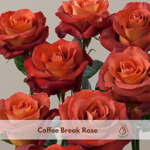 Coffee Break Rose Seeds - Flower Garden - Rosa - Cold Resistant - Open-Pollinating - Bloom in Spring/ Summer/ Fall
