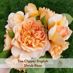 Tea Clipper English Shrub Rose Seeds - Flower Garden - Cold Resistant - Open-Pollinating - Bloom in Spring/ Summer/ Fall