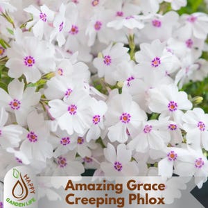 May include: Close-up of white Amazing Grace Creeping Phlox flowers with purple centers. The flowers have five petals and are clustered together. The image includes the text "Amazing Grace Creeping Phlox".