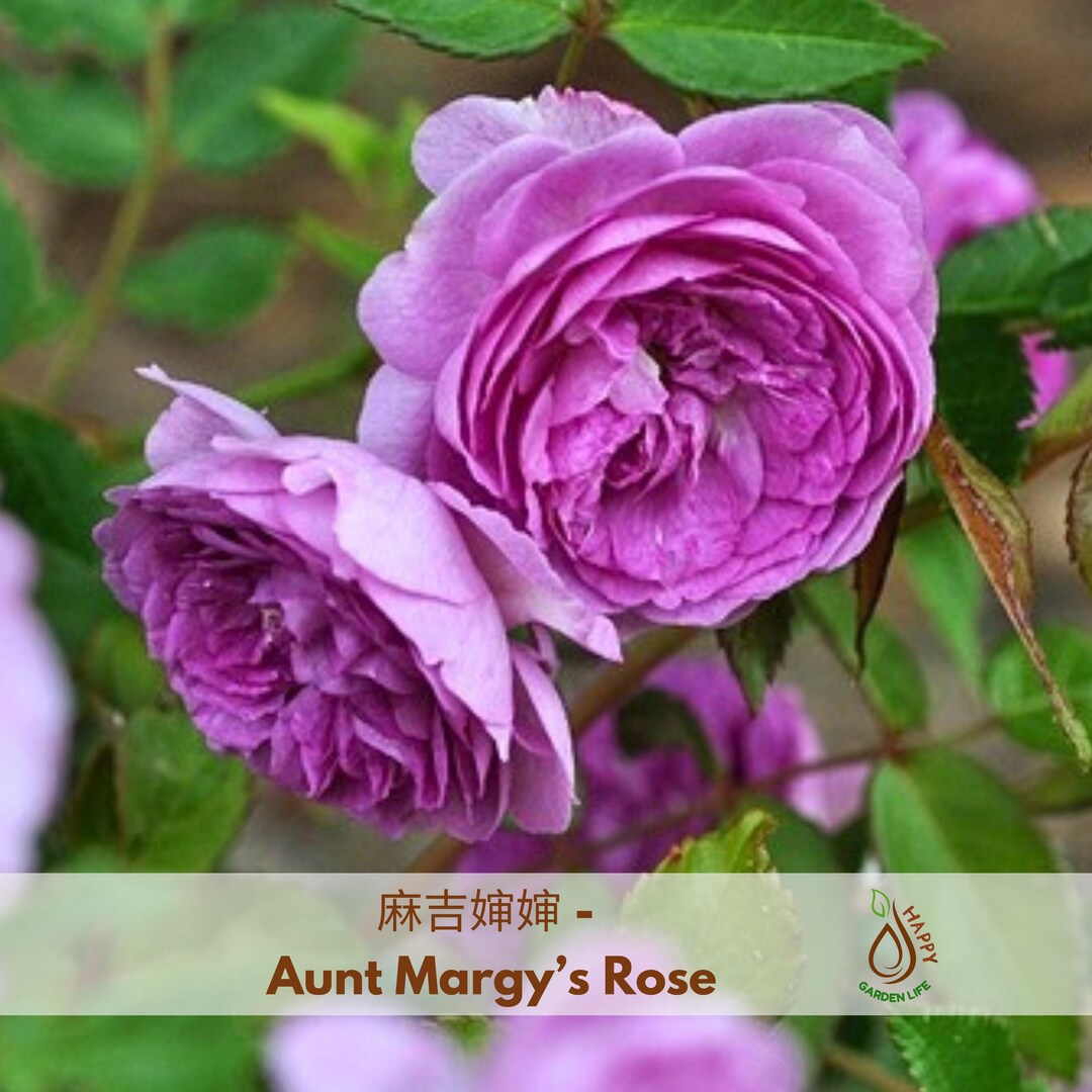 Aunt Margy’s Rose Seeds - Flower Garden - Rosa - Cold Resistant - Open ...