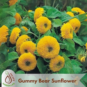 Garden Gummies - Etsy