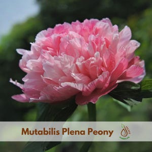 5+ Seeds| Mutabilis Plena Peony Seeds - Flowering– Peony Garden– Clumping - Open-Pollinating - Plant in Late Winter to Early Spring #B039