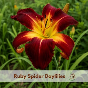 May include: A Ruby Spider daylily flower featuring long, slender petals in a deep maroon red with a vibrant yellow throat and center. The bloom has prominent dark stamens and is surrounded by green foliage. Text reads: Ruby Spider Daylilies.