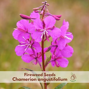 May include: Close-up of vibrant pink fireweed flowers with delicate petals and white stamens. The image includes the text "Fireweed Seeds Chamerion angustifolium" and a "Happy Garden Life" logo, suggesting a gardening product.