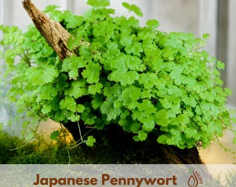 Japanese Pennywort Seeds - Hydrocotyle tripartita - Dwarf Creeping Aquatic Plant - Aquarium & Terrarium Green Carpet