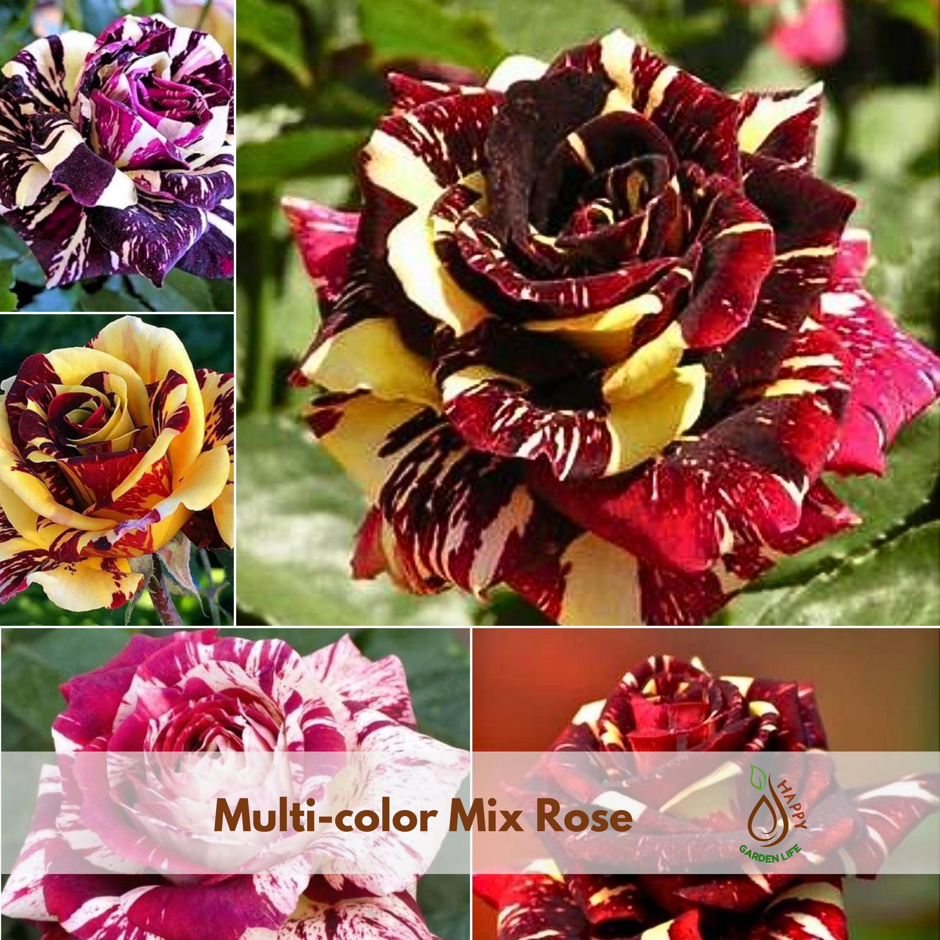 Multi-color Mix Rose Seeds | Cold Resistant, Perennial - Etsy