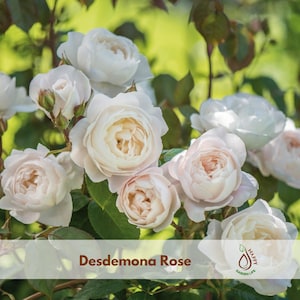 Desdemona Rose Seeds - Flower Garden - Cold Resistant - Open-Pollinating - Perennial - Bloom in Spring/ Summer/ Fall