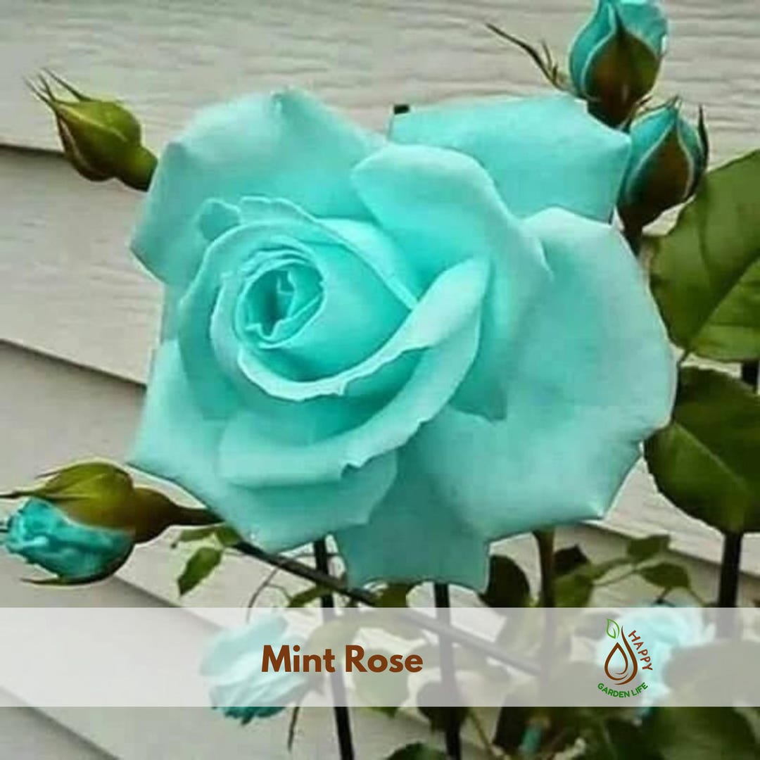 Mint Roses Fresh Mint Rose Seeds | Rare Exotic Flower, Cold Resistant - Etsy