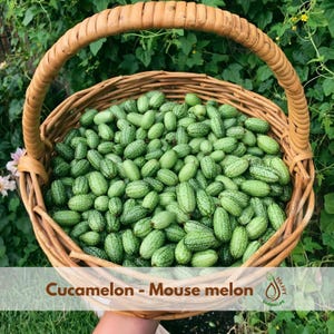 May include: A woven basket overflowing with cucamelons, also known as mouse melons. These small, oval-shaped fruits are green with a striped pattern. The basket has a curved handle and is set against a backdrop of green foliage. The text "Cucamelon - Mouse melon" is visible.