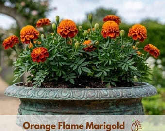 Orange Flame Marigold Seeds - Edible -Open-Pollinating - Potted - Cold Resistant - Dwarf - Plant in Spring/After frost