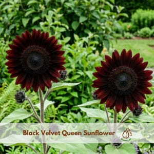 May include: Two Black Velvet Queen sunflowers with deep dark red petals and prominent black centers. Each flower sits atop a tall, sturdy green stem with large, textured green leaves. The text Black Velvet Queen Sunflower is visible.
