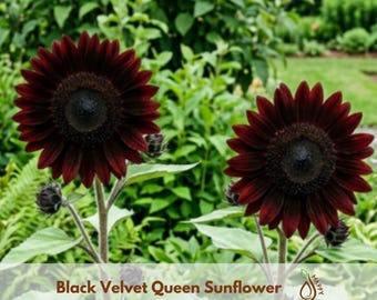 May include: Two Black Velvet Queen sunflowers with deep dark red petals and prominent black centers. Each flower sits atop a tall, sturdy green stem with large, textured green leaves. The text Black Velvet Queen Sunflower is visible.