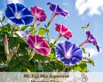 Japanese Giant Morning Glory Variegated Heirloom Annual Flower