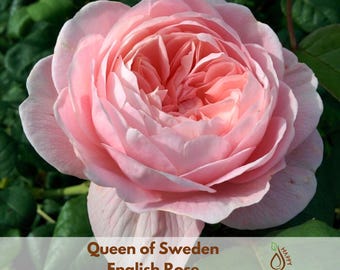 バラ　大苗　断捨離　Princess Sakura バラ 大苗 断捨離 Princess Sakura Rose Princess Sakura - Product on