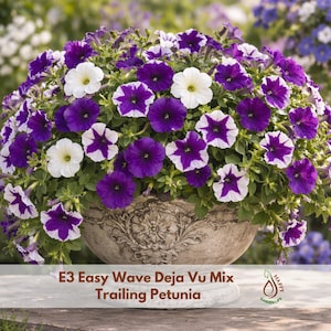 May include: A lush arrangement of trailing petunias in a decorative stone pot. The flowers are a mix of deep purple, white, and purple-and-white star patterns. The pot has an ornate, aged appearance, and the text "E3 Easy Wave Deja Vu Mix Trailing Petunia" is visible.