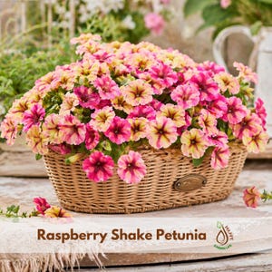 May include: A woven basket overflowing with vibrant Raspberry Shake Petunia flowers. The blooms display a mix of pink, yellow, and burgundy hues. The basket sits on a wooden surface, with the text "Raspberry Shake Petunia" visible.