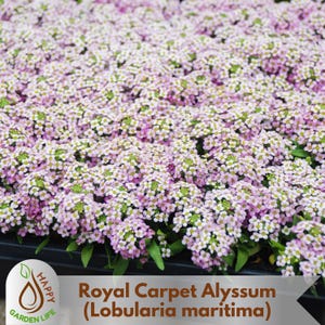 15+ Seeds| Royal Carpet Alyssum (Lobularia maritima) Seeds - Cold Resistant-Open-Pollinating-Drought Tolerant-Plant in Early Spring#306