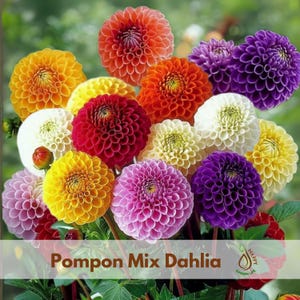 20+ Seeds| Pompon Mix Dahlia Seeds - Perennial - Flowering - Hybrid - Open-Pollinating - Fast Growing - Clumping - Plant in Spring #D034