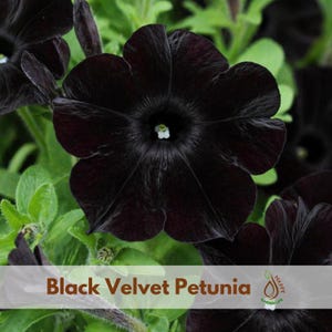May include: Close-up of a Black Velvet Petunia flower with deep black petals and a small white center. The flower is surrounded by green foliage. The text "Black Velvet Petunia" is displayed at the bottom of the image.