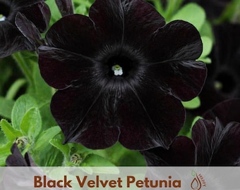 Black Velvet Petunia Seeds – Deep Black Purple Blooms – Ornamental Compact Petunia – Dramatic Garden Bedding Container Flower