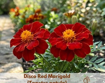 Disco Red Marigold (Tagetes patula) Seeds - Open-Pollinating - Potted -Cold Resistant - Dwarf -Plant in Spring/After frost