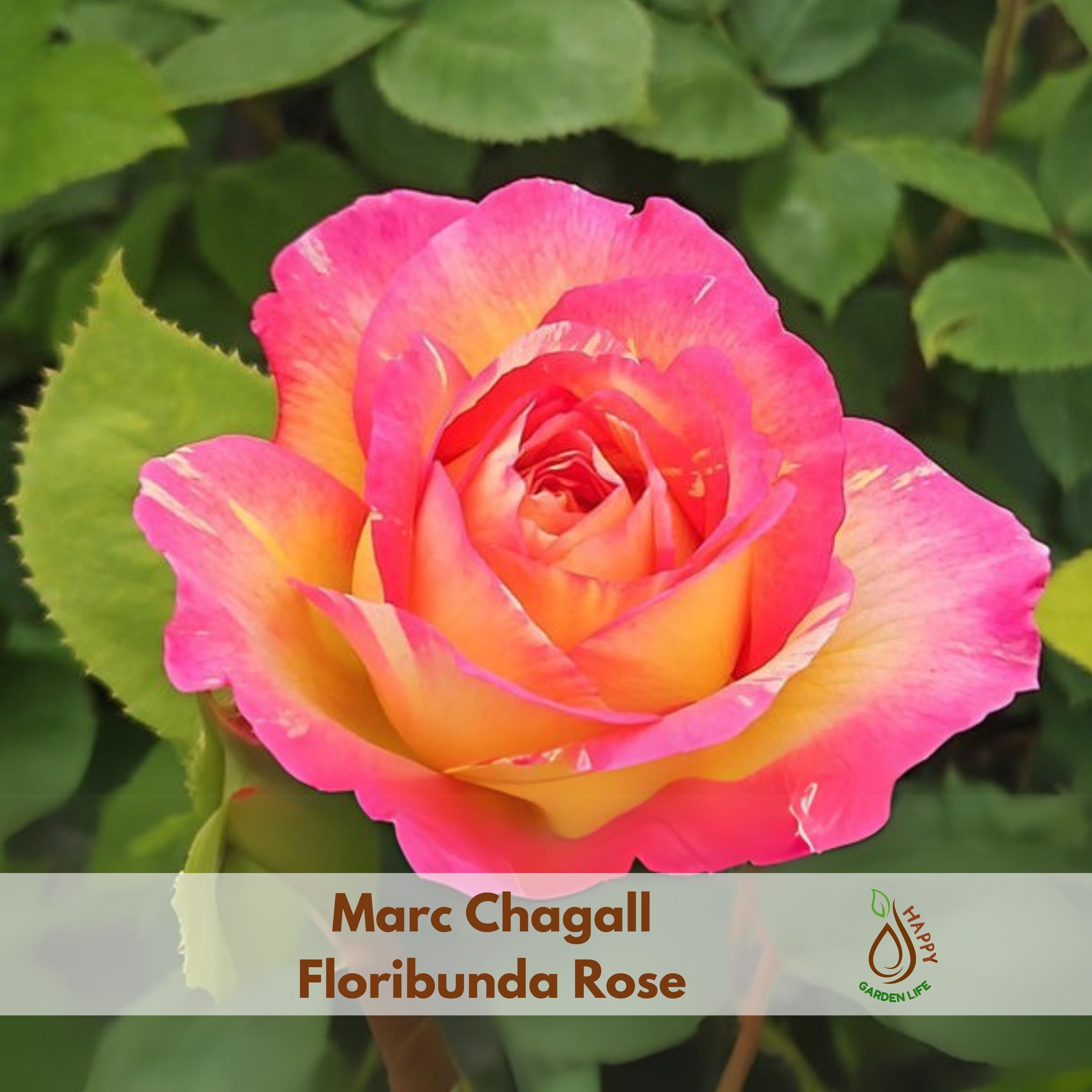 Chagall Roses 15+ Seeds| Marc Chagall Floribunda Rose Seeds - Flower - Cold Resistant ...